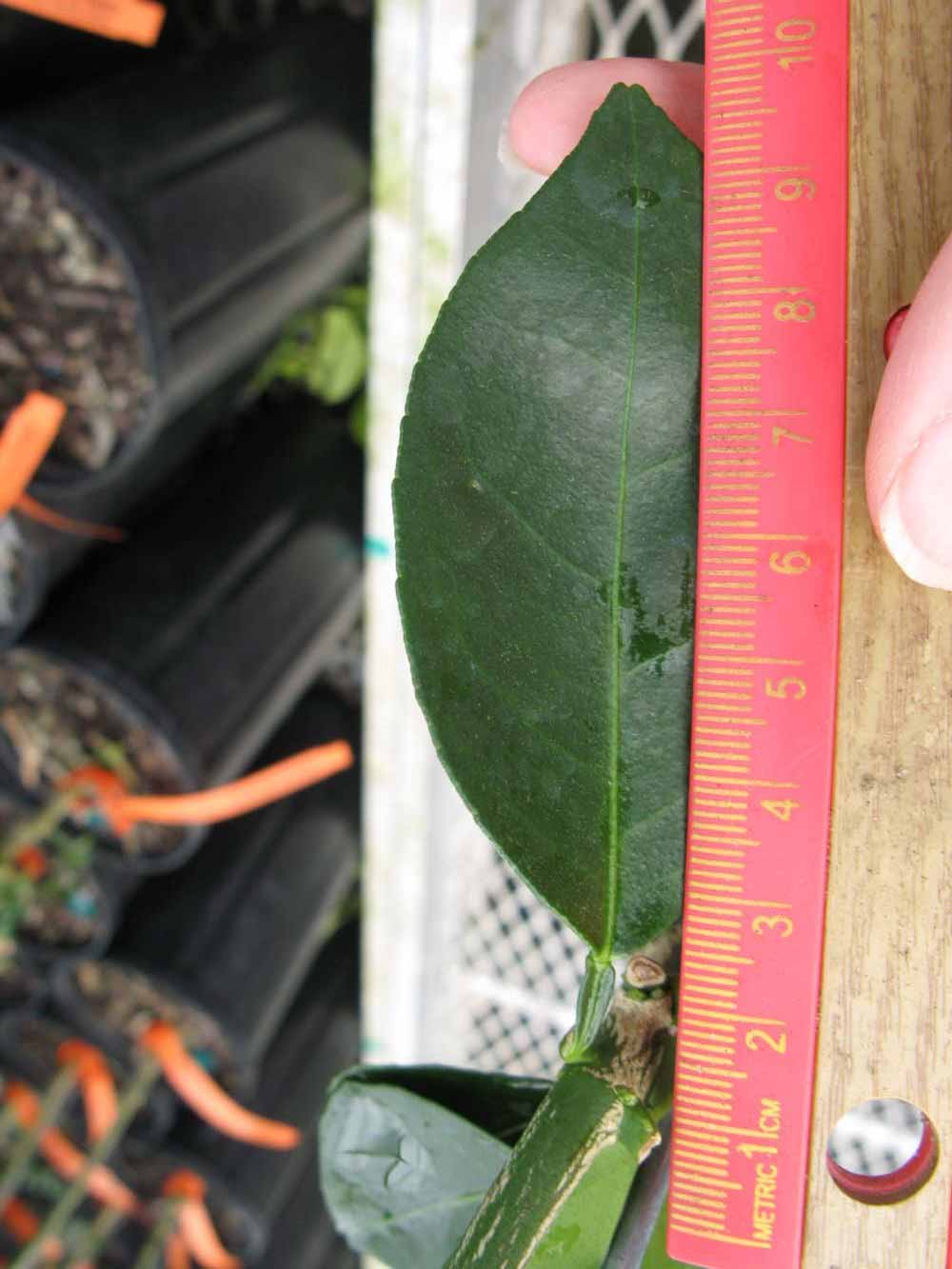              Unifoliolate leaf (Phillip Rucks Citrus Nursery, Frostproof,   FL)       